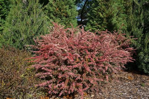 fertilizer for burberry|when to fertilize barberry.